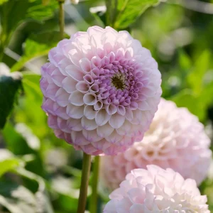 Daalia 'Pink Pearl'