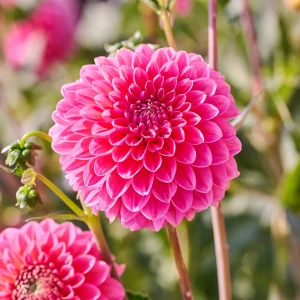Daalia 'Pink Runner'