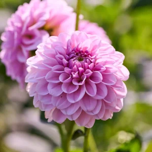 Daalia 'Pink Silk'