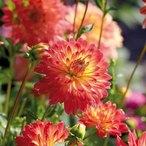 Daalia 'Procyon'