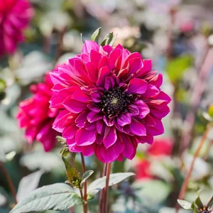 Daalia 'Purple Haze'