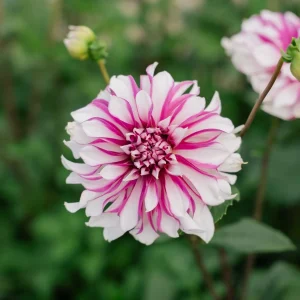 Daalia 'Radegast'