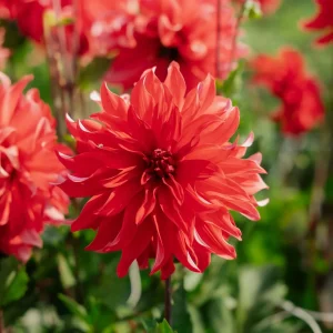 Daalia 'Red Labyrinth'