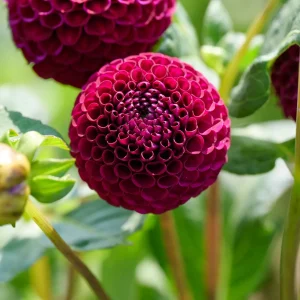Daalia 'Rocco'