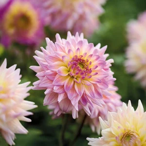 Daalia 'Romantique'
