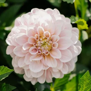 Daalia 'Sweet Nathalie'