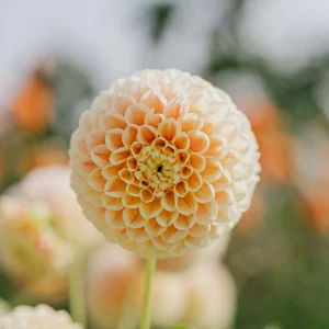 Daalia 'Sweet Suzanne'