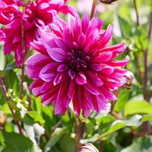 Daalia 'Tanita'