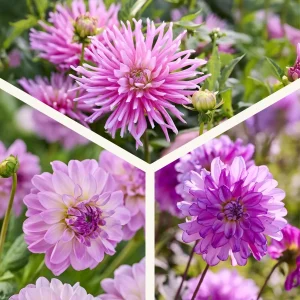 Daaliaseos 'All pink mix'