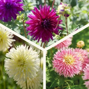 Daaliaseos 'Frimbiata mix'
