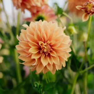 Daalia 'Tyrell'