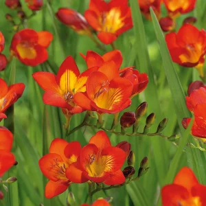 Freesia 'Orange'