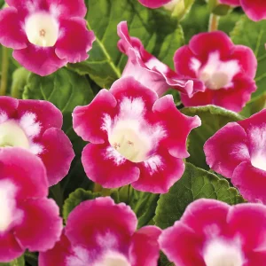 Gloksinia, Sinningia 'Blanche de Meru'