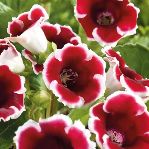 Gloksinia, Sinningia 'Kaiser Friedrich'