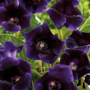 Gloksinia, Sinningia 'Violacea'