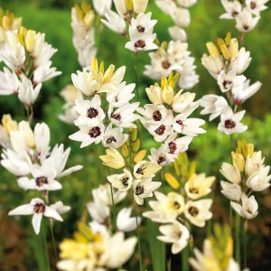 Iksia, Ixia 'Giant'