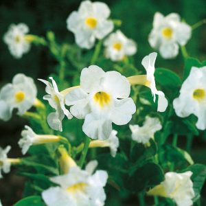 Incarvillea delavayi 'White'
