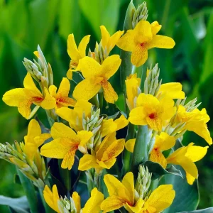 Kanna ‘Fiesta’