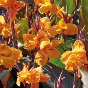 Kanna 'Wyoming'