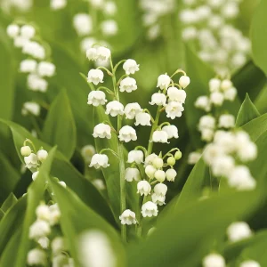 Kielo, Convallaria Majalis