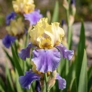 Kurjenmiekka, Iris 'Edith Wolford'