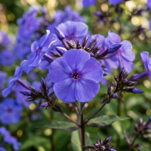 Leimukukka, Phlox 'Blue Paradise'