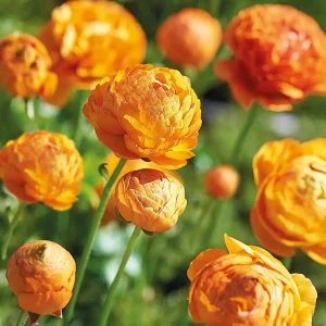 Leinikit, Ranunculus 'Orange'