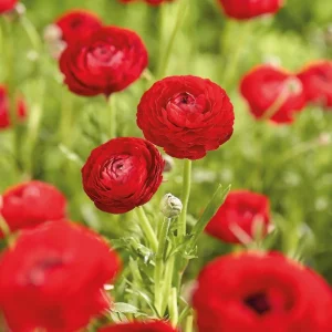 Leinikit, Ranunculus 'Red'