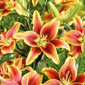 Lilja 'Avalon Sunset'