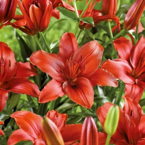 Lilja 'Red Highland'