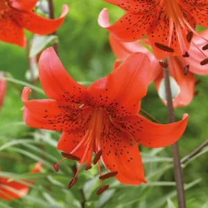 Lilja 'Red Velvet'