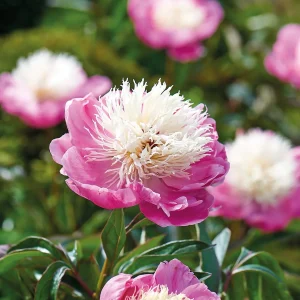 Pioni, Paeonia 'Bowl of Beauty'