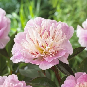 Pioni, Paeonia 'Do Tell'