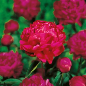 Pioni, Paeonia 'Felix Crousse'