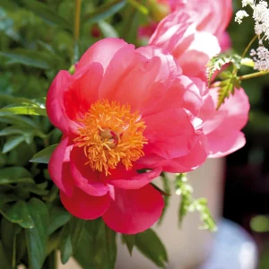 Pioni, Paeonia 'Flame'