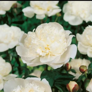 Pioni, Paeonia 'Immaculée'