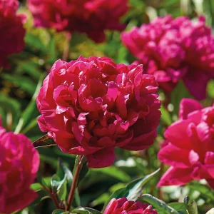 Pioni, Paeonia 'Karl Rosenfield'