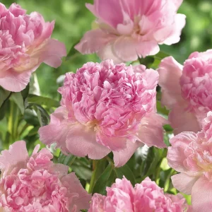 Pioni, Paeonia 'Raspberry Sunday'