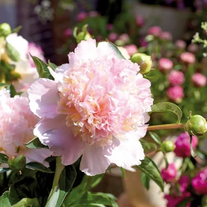 Pioni, Paeonia 'Top Brass'