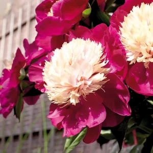 Pioni, Paeonia 'White Cap'