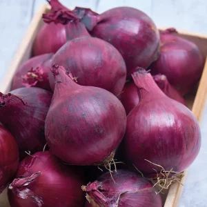 Sipuli 'Karmen'