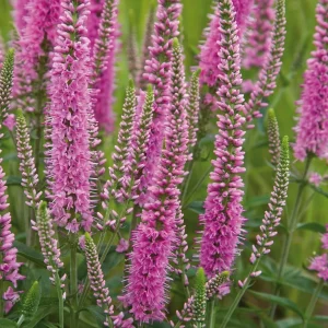 Tädyke, Veronica 'Heidekind'