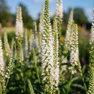 Tädyke, Veronica 'Schneeriesin'