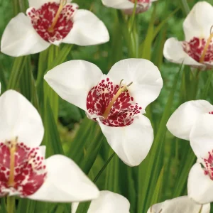 Tiikerikukka, Tigridia 'Alba'