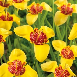 Tiikerikukka, Tigridia 'Aurea'