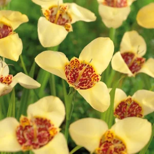 Tiikerikukka, Tigridia 'Canariensis'