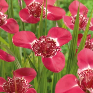 Tiikerikukka, Tigridia 'Pink'