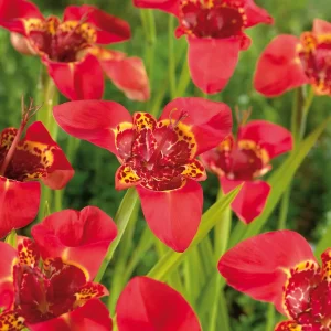 Tiikerikukka, Tigridia 'Red'