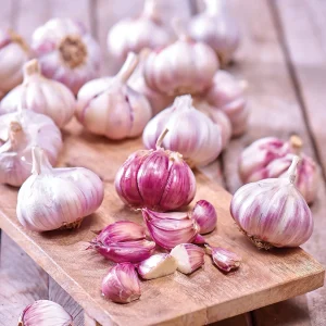 Valkosipuli 'Morado'